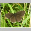 Aphantopus hyperantus - Schornsteinfeger 02.jpg